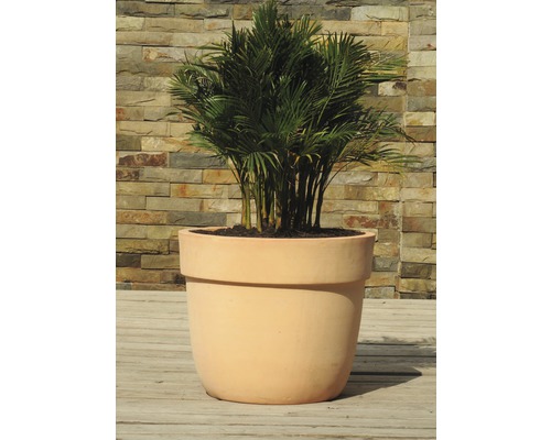 Plante d''intérieur dans un pot en terre cuite