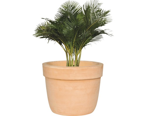 Plante d''intérieur dans un pot de fleurs en terre cuite