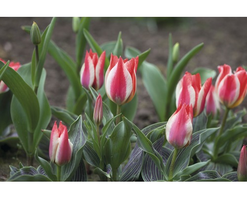 Gros plan de tulipes rayées rouge et blanc dans une plate-bande.