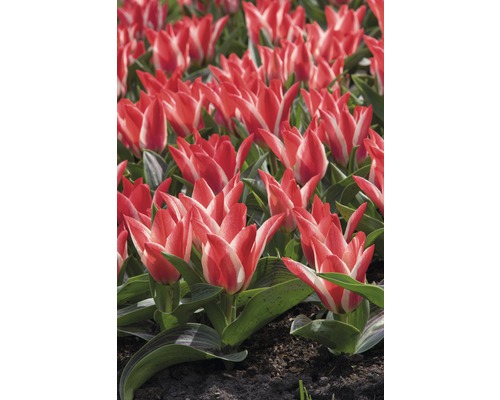 Champ de fleurs de tulipes rouges et blanches.