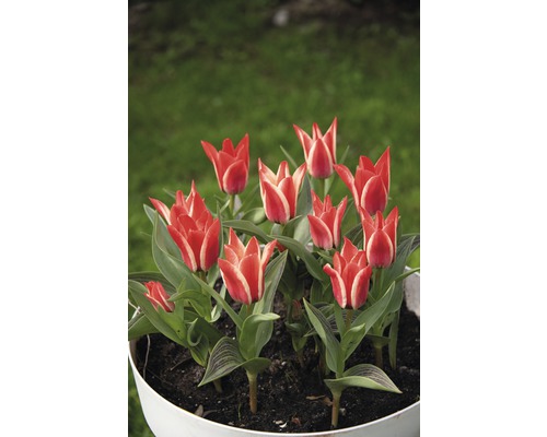 Tulipes dans une jardinière