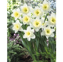 Bulbes FloraSelf narcisse 'Ice Follies' blanc-jaune 5 pces