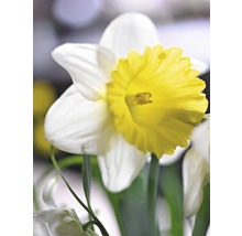 Bulbes FloraSelf narcisse 'Ice Follies' blanc-jaune 5 pces
