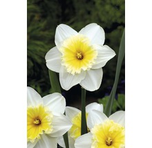 Bulbes FloraSelf narcisse 'Ice Follies' blanc-jaune 5 pces