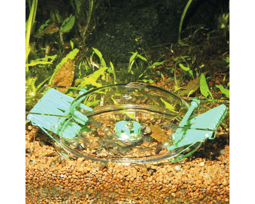 Aquarium avec cloche d''alimentation et crevettes