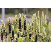 Duftnessel FloraSelf Agastache rugosa 'Alabaster' H 5-70 cm Co 0,5 L