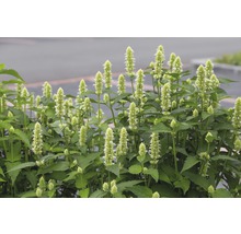 Duftnessel FloraSelf Agastache rugosa 'Alabaster' H 5-70 cm Co 0,5 L