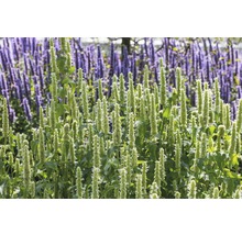 Duftnessel FloraSelf Agastache rugosa 'Alabaster' H 5-70 cm Co 0,5 L