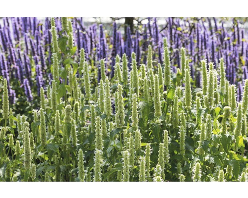 Nahaufnahme von Agastache-Pflanzen im Garten.