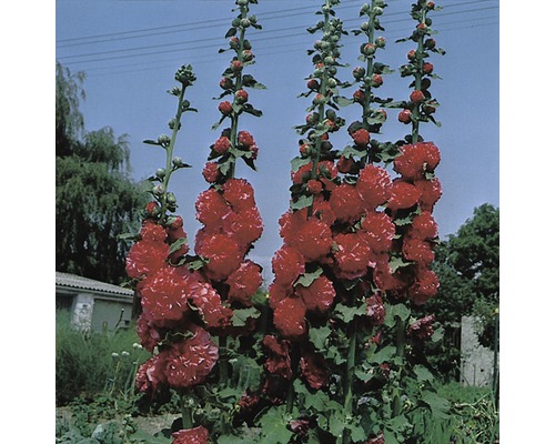 Rose trémière FloraSelf Alcea rosea 'Plenifolia' h 5-80 cm Co 0,5 l rouge
