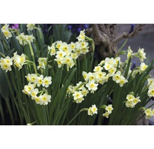 Bulbes FloraSelf narcisses Tazetta 'Minnow' blanc-jaune 6 pces-thumb-4