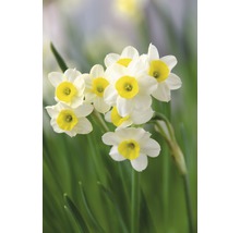 Bulbes FloraSelf narcisses Tazetta 'Minnow' blanc-jaune 6 pces-thumb-3