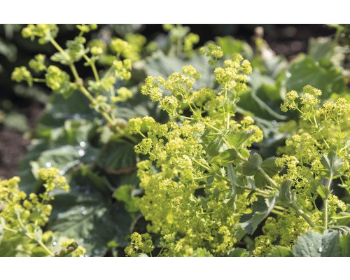 Alchémille FloraSelf Alchemilla mollis h 5-40 cm Co 0,5 l