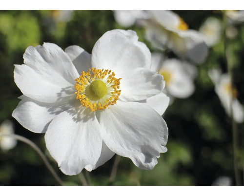 Japan-Herbst-Anemone FloraSelf Anemone hupehensis var. japonica 'Honorine Jobert' H 10-40 cm Co 3 L