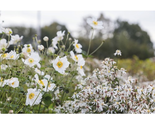 Anémone du Japon FloraSelf Anemone hupehensis var. japonica 'Honorie Jobert' h 5-40 cm Co 0,5 l-0