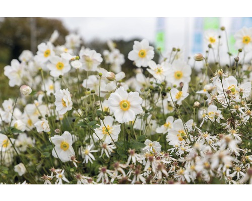 Gros plan sur des anémones japonaises dans un parterre de jardin.