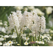 Gros plan sur des jacinthes blanches dans un parterre de jardin.