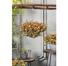 Pot suspendu avec des fleurs d''été colorées dans le jardin.