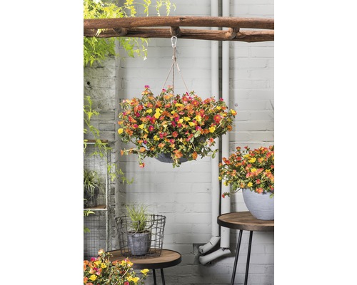 Pot suspendu avec des fleurs d''été colorées dans le jardin.