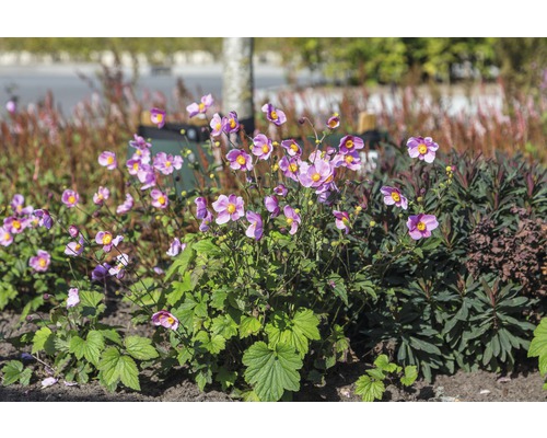 Gruppe von Herbst-Anemonen im Gartenbeet