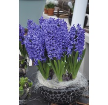 Jacinthes bleues dans un bol