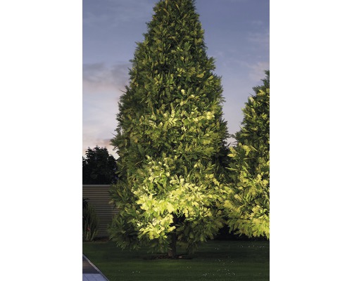 Beleuchteter Lebensbaum im Garten bei Dämmerung