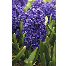 Gros plan d''une jacinthe bleue avec des feuilles vertes