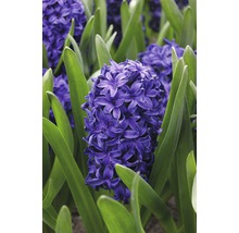 Gros plan d''une jacinthe avec des fleurs bleues et des feuilles vertes.