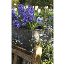 Jardinière avec jacinthes et myosotis dans le jardin à côté d''un banc en bois
