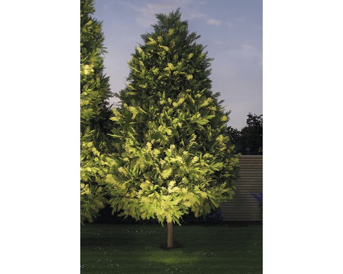 Beleuchteter Nadelbaum im Garten