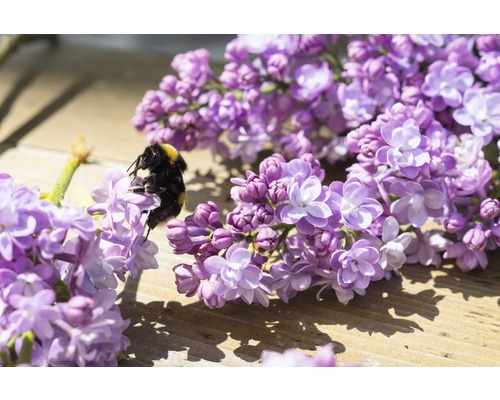 Gros plan d''un bourdon sur des fleurs de lilas
