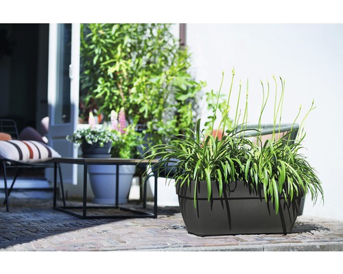 Dekoratives Arrangement mit Pflanzen in einem rechteckigen Pflanzgefäß für den Außenbereich