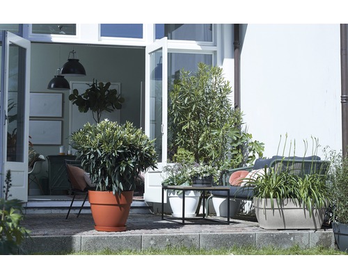 Terrassenszene mit Pflanzen in Töpfen, Sitzgelegenheiten und Tisch