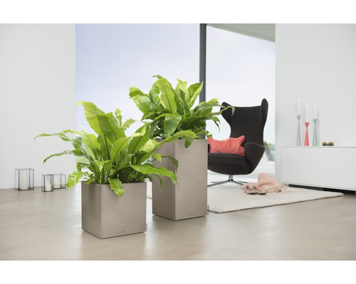 Intérieur avec deux jardinières carrées et plantes d''intérieur