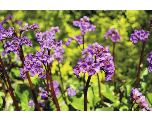 Nahaufnahme von Bergenienblüten im Garten