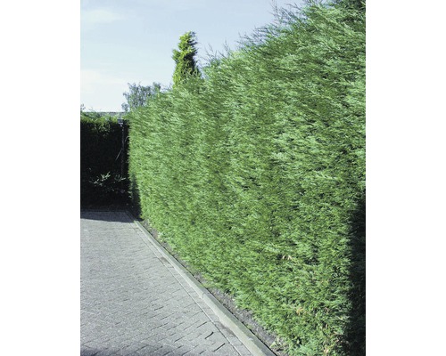 Grüne Hecke als Sichtschutz im Garten.