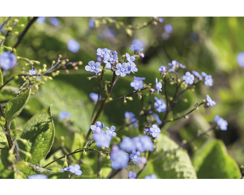 Kaukasusvergissmeinnicht FloraSelf Brunnera macrophylla H 5-15 cm Co 0,5 L