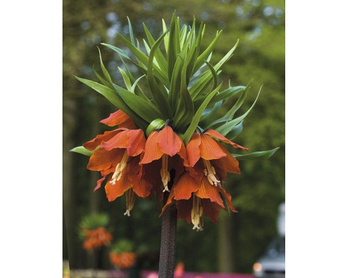 Kaiserkrone Blume mit grünen Blättern