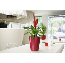 Pot de fleurs Lechuza Deltini Ø 14 x H 18 cm rouge avec système d’arrosage de la terre insert pour plantes substrat indicateur de niveau d’eau 9 pièces