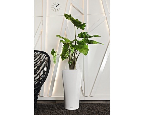 Innenaufnahme mit Zimmerpflanze in weißem Pflanzgefäß