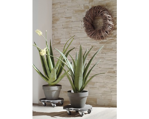Zwei Aloe-Vera-Pflanzen in Töpfen auf Pflanzenrollern vor einer Steinwand mit einem Kranz.