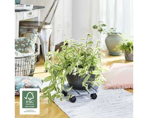 Plante d''intérieur en pot sur un support à roulettes dans le salon