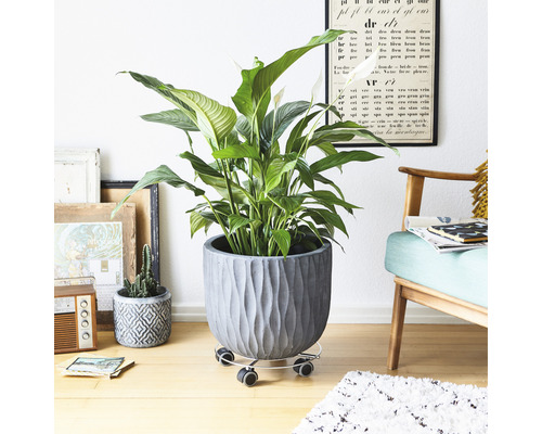 Fleur de lune dans un bac à fleurs rainuré sur un plateau à roulettes pour plantes dans une scène d''intérieur