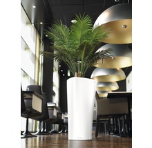 Pièce avec plante dans un pot blanc