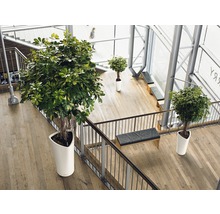 Intérieur avec escalier et plantes dans des bacs à fleurs blancs