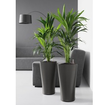 Zwei Zimmerpflanzen in Pflanzgefäßen im Wohnzimmer