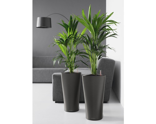 Zwei Zimmerpflanzen in Pflanzgefäßen im Wohnzimmer