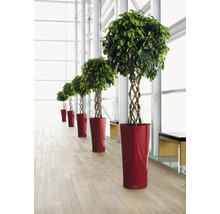 Rangée de ficus benjamina à tronc tressé dans des pots rouges dans une pièce lumineuse.
