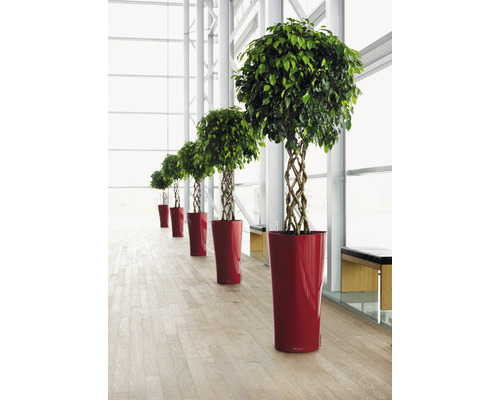 Reihe von Benjamini-Bäumen mit geflochtenem Stamm in roten Pflanzgefäßen in einem hellen Raum.