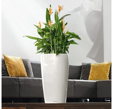 Plante d''intérieur avec des fleurs jaunes dans un pot blanc dans le salon